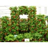 Price: €2.5 - Graines De Fraise Grimpant "Mount Everest" - Seeds Gallery