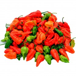 Price: €2.5 - Bhut Jolokia seme najljuca paprika na svetu - Seeds Gallery