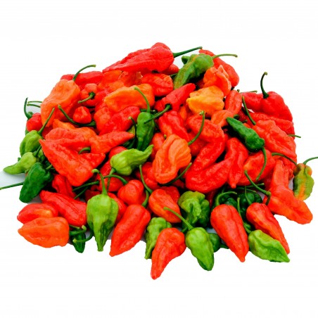 Price: €2.5 - Bhut Jolokia seme najljuca paprika na svetu - Seeds Gallery