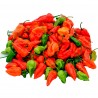 Price: €2.5 - Bhut Jolokia seme najljuca paprika na svetu - Seeds Gallery