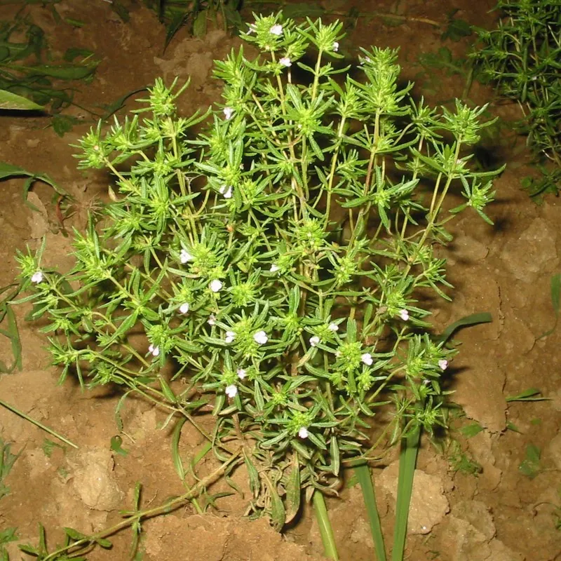 Sommer-Bohnenkraut Samen (Satureja hortensis)
