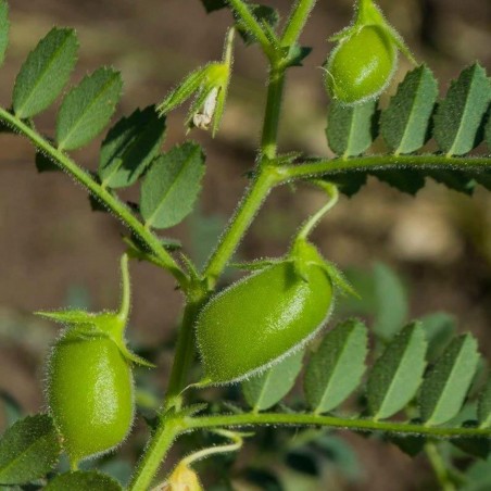 Price: €1.85 - Graines de lentille jaunes (Lens culinaris) - Unbranded