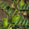 Price: €1.85 - Nasiona żółtej soczewicy (Lens culinaris) - Unbranded