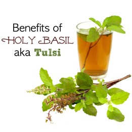 Tulsi, Holy Basil Seeds (Ocimum tenuiflorum) - 1.8
