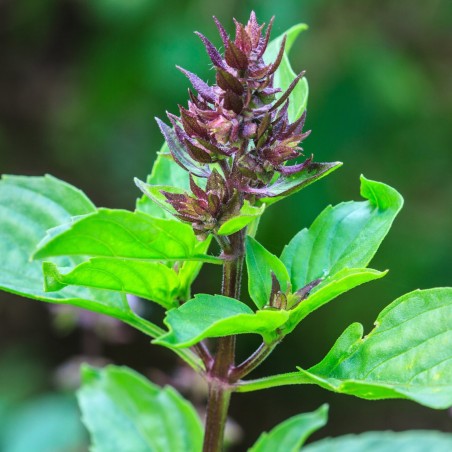 Price: €1.65 - Graines de TULSI ou BASILICS SACRÉS -