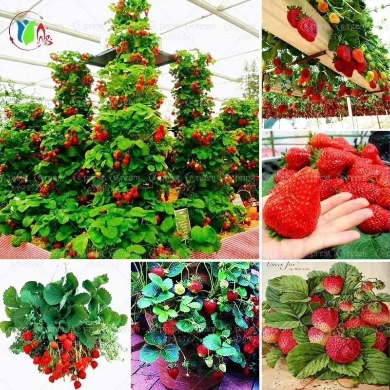 Sementes de morango trepador Monte Everest (Fragaria x ananassa)