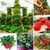 Nasiona truskawki wspinaczkowej Mount Everest (Fragaria x ananassa)