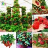 Price: €2.5 - Graines De Fraise Grimpant "Mount Everest" - Seeds Gallery