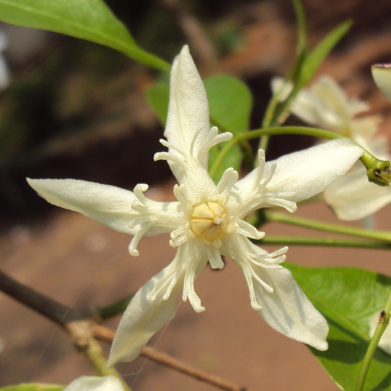 Price: €2.65 - Semințele de oleandru Dyer (Wrightia tinctoria) - 