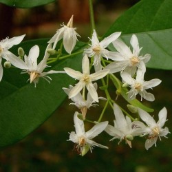 Price: €2.65 - Semințele de oleandru Dyer (Wrightia tinctoria) - 
