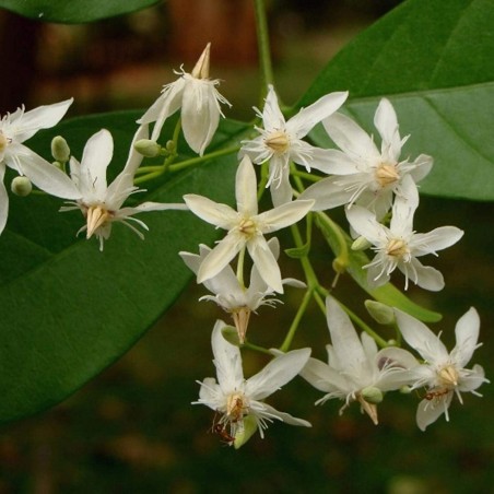 Price: €2.65 - Semințele de oleandru Dyer (Wrightia tinctoria) - 