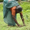 Price: €2.65 - Seme obojenog oleandra (Wrightia tinctoria) - 