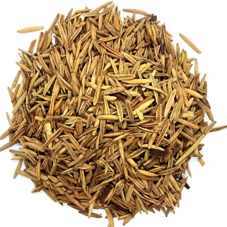 Graines de laurier-rose de Dyer (Wrightia tinctoria)