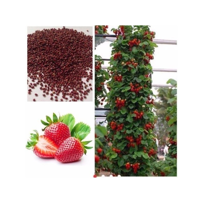 Price: €2.5 - Graines De Fraise Grimpant "Mount Everest" - Seeds Gallery