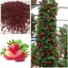 Sementes de morango trepador Monte Everest (Fragaria x ananassa)