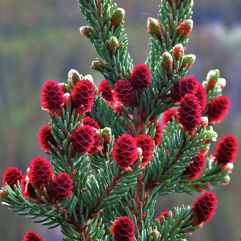 Semena sibiřské borovice (Pinus sibirica)