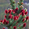 Samen Sibirische Zeder (pinus sibirica) | 8,00 €