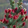 Semi di Pino siberiano (Pinus sibirica)