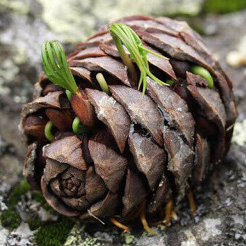Samen Sibirische Zeder (pinus sibirica) | 8,00 €
