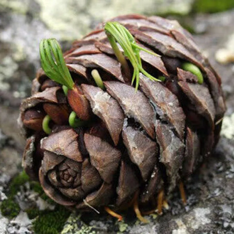 Semi di Pino siberiano (Pinus sibirica)