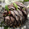 Samen Sibirische Zeder (pinus sibirica) | 8,00 €