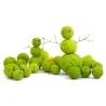 Graines de Oranger des Osages (Maclura pomifera)