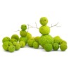 Maklura Seme (Maclura pomifera)