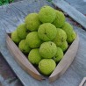 Sementes de Laranjeira-de-osage (Maclura pomifera)