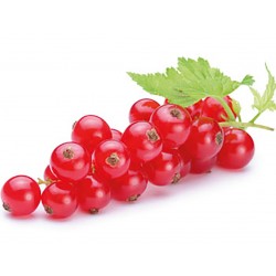 Price: €1.95 - Semillas de Grosella roja, Grosellero rojo - 