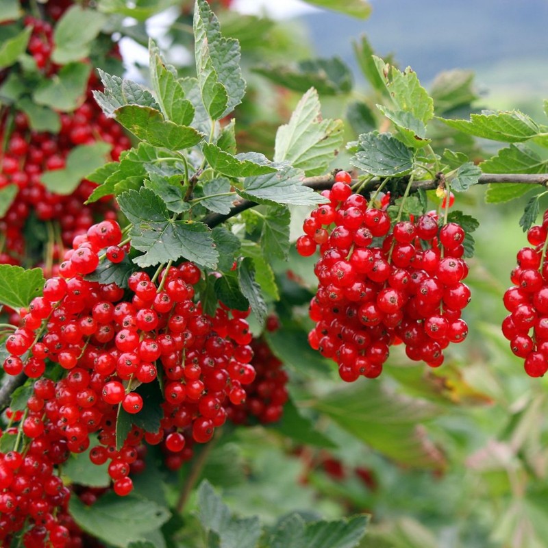 Price: €1.95 - Sementes de Groselheira Vermelha (Ribes rubrum) - 
