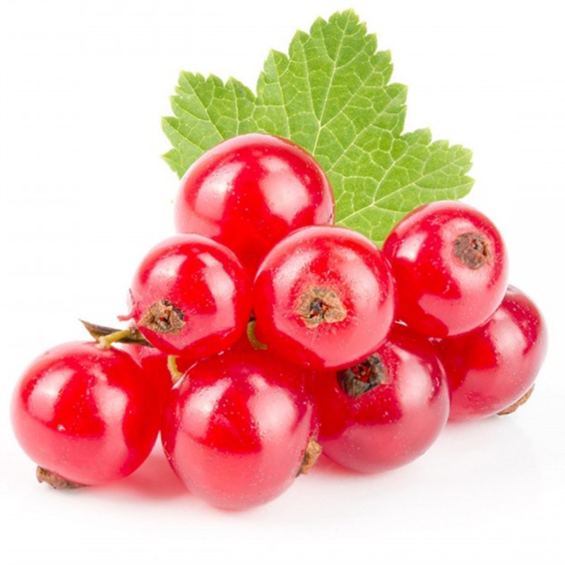 Price: €1.95 - Semi di Ribes rosso (Ribes rubrum) - 