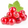 Price: €1.95 - Semi di Ribes rosso (Ribes rubrum) - 
