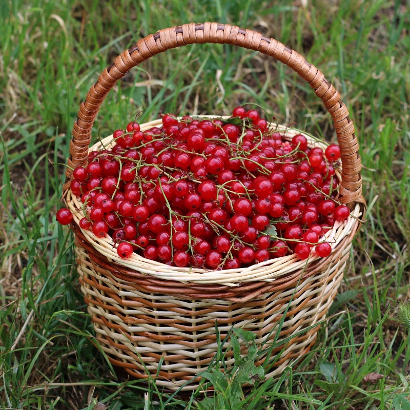 Price: €1.95 - Sementes de Groselheira Vermelha (Ribes rubrum) - 