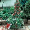Price: €2.5 - Graines De Fraise Grimpant "Mount Everest" - Seeds Gallery