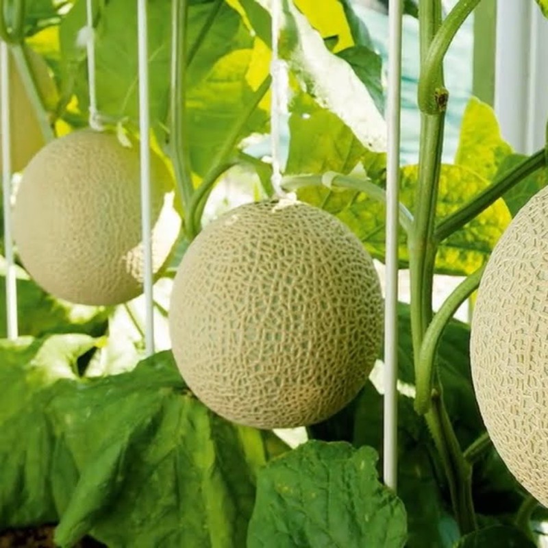 Price: €4.95 - Shizuoka Crown Meloen Zaden - 
