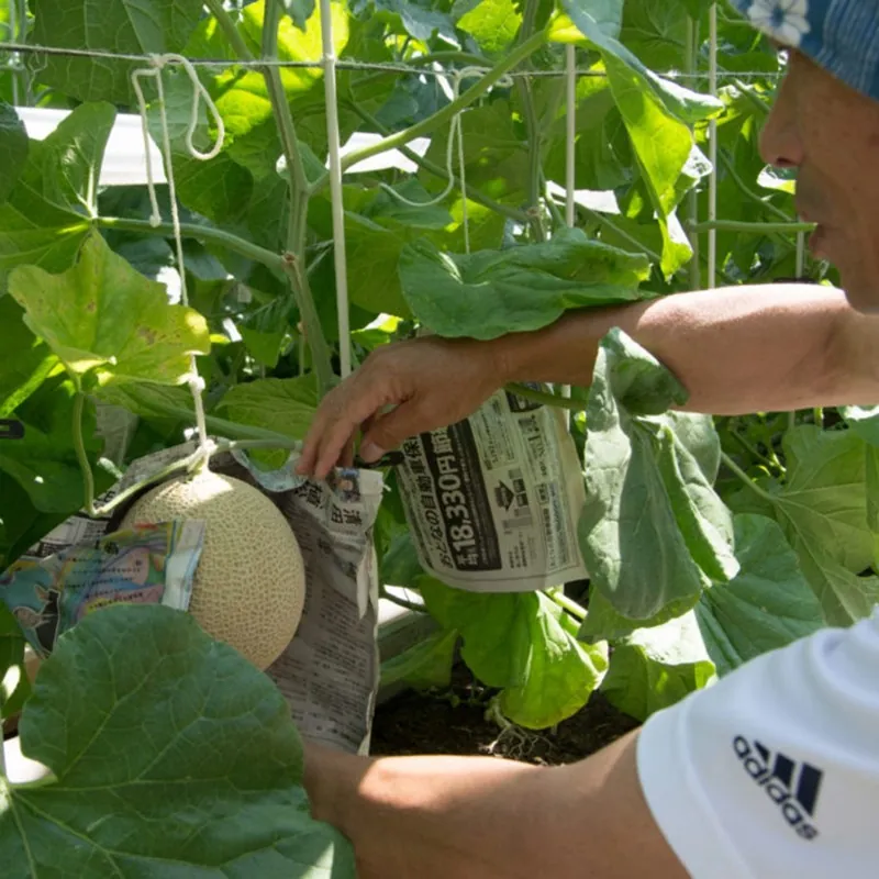 Shizuoka Crown Melon Seeds