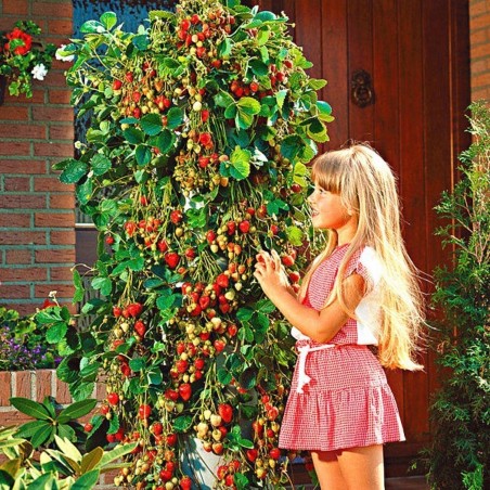 Price: €2.5 - Graines De Fraise Grimpant "Mount Everest" - Seeds Gallery