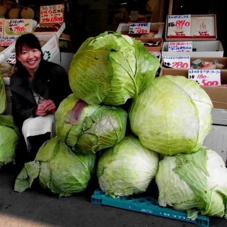 Gigantischer Japanischer Kohl Samen