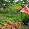 Price: €2.049999 - Flakkee Karottensamen - 
