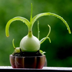 Price: €3.8 - Semena Snědek ocasatý (Albuca bracteata) - 