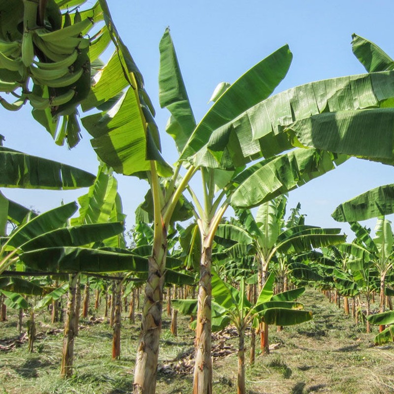 Price: €5 - Musa nagensium Banana Seeds Cold Hardy -20 °C - Unbranded