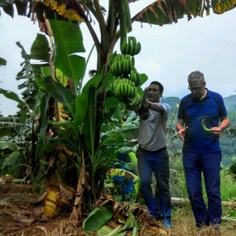 Price: €5 - Musa nagensium Banana Seeds Cold Hardy -20 °C - Unbranded