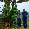 Price: €5 - Istocno Indijska Banana seme otporna do -20C (Musa nagensium) - Unbranded