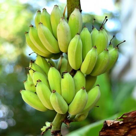 Price: €5 - Semi di Banana Musa nagensium -20C - Unbranded