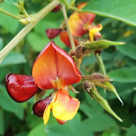 Semena hrachu holubého (Cajanus cajan) | 2,15 €