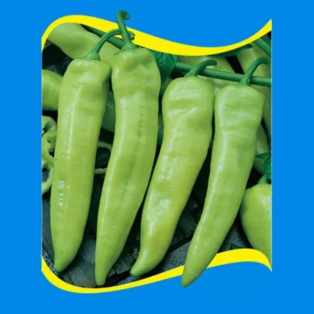 Rekord Hot Pepper Seeds