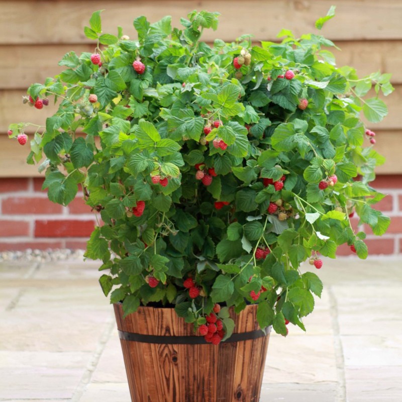 Price: €2.45 - Semillas de Frambuesa (Rubus idaeus) - Seeds Gallery