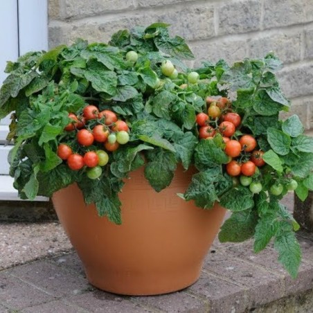 Bajaja Tomatensamen
