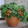 Bajaja tomatfrön
