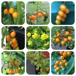 Price: €2.65 - Semillas de Tomate salvaje Galapagos RARO (Lycopersicon cheesmanii) - 
